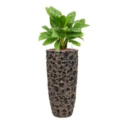 Luxe Lite Moon Partner Planter - Bronze -PlantVibe Shop Aglaonema Stripes ChineseEvergreen Hydrocare Luxe Lite Moon Partner Planter Bronze cd3df0e9 7659 4095 b089 1d04e64150dc