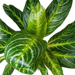 Aglaonema Key Lime - Chinese Evergreen -PlantVibe Shop AglaonemaKeyLime ChineseEvergreen 1