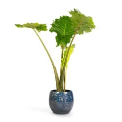 Alocasia Portodora - Upright Elephant Ear 21 Alocasia Portodora - Upright Elephant Ear -PlantVibe Shop Alocasia Portodora Upright Elephant Ear 24x90cm Aimee Plant Pot River Blue 33x28cm
