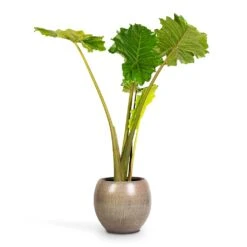 Alocasia Portodora - Upright Elephant Ear 20 Alocasia Portodora - Upright Elephant Ear -PlantVibe Shop Alocasia Portodora Upright Elephant Ear 24x90cm Ayla Plant Pot Grey Brushed 37x32cm