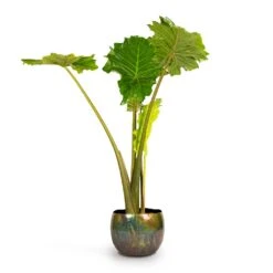 Alocasia Portodora - Upright Elephant Ear 19 Alocasia Portodora - Upright Elephant Ear -PlantVibe Shop Alocasia Portodora Upright Elephant Ear 24x90cm Ellen Metal Plant Pots Set3 Vintage Green 4667239b ad7f 42bd aba5 d1754f026680