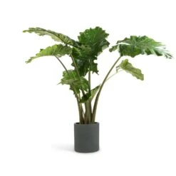 Alocasia Portodora - Upright Elephant Ear 25 Alocasia Portodora - Upright Elephant Ear -PlantVibe Shop Alocasia Portodora Upright Elephant Ear 24x90cm Max Refined Planter Pine Green 29x29.5cm