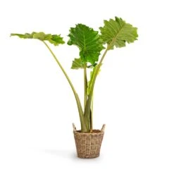 Alocasia Portodora - Upright Elephant Ear 22 Alocasia Portodora - Upright Elephant Ear -PlantVibe Shop Alocasia Portodora Upright Elephant Ear 24x90cm Nanna Wikr Plant Basket Natural 30x32cm