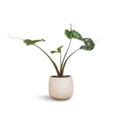Alocasia Stingray - Elephant Ear 31 Alocasia Stingray - Elephant Ear -PlantVibe Shop Alocasia Stingray Elephant Ear 17x65cm Arles Leaf Plant Pot White 20x20cm 913f0bb4 1e45 4d89 88b6 96363e3619e1