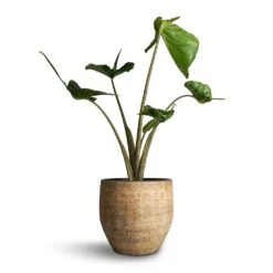 Alocasia Stingray - Elephant Ear 29 Alocasia Stingray - Elephant Ear -PlantVibe Shop Alocasia Stingray Elephant Ear 17x65cm Emmy Plant Pot Camel 22x20cm