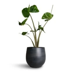Esra Plant Pot - Graphite -PlantVibe Shop Alocasia Stingray Elephant Ear 17x65cm Esra Plant Pot Graphite 22x20cm b964970d 913a 4cb5 9e4e be2b7eaae135