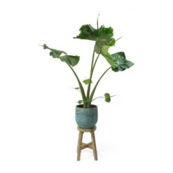 Alocasia Stingray - Elephant Ear 32 Alocasia Stingray - Elephant Ear -PlantVibe Shop Alocasia Stingray Elephant Ear Evi Antique Bronze Plant Pot