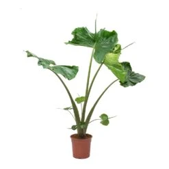 Alocasia Stingray - Elephant Ear 21 Alocasia Stingray - Elephant Ear -PlantVibe Shop Alocasia Stingray Elephant Ear Large