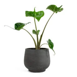 Alocasia Stingray - Elephant Ear 28 Alocasia Stingray - Elephant Ear -PlantVibe Shop Alocasia Stingray Elephant Ear Mini Pixie Plant Pot Black Washed 3d039430 b95e 4427 91ac 0a4309c5d871