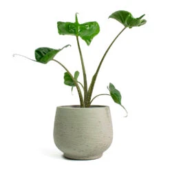 Alocasia Stingray - Elephant Ear 30 Alocasia Stingray - Elephant Ear -PlantVibe Shop Alocasia Stingray Elephant Ear Mini Pixie Plant Pot Grey Washed 9a0a6251 aef9 4d2c a90c 7fc8eff25538