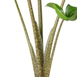 Alocasia Stingray - Elephant Ear 20 Alocasia Stingray - Elephant Ear -PlantVibe Shop Alocasia Stingray Elephant Ear Stems