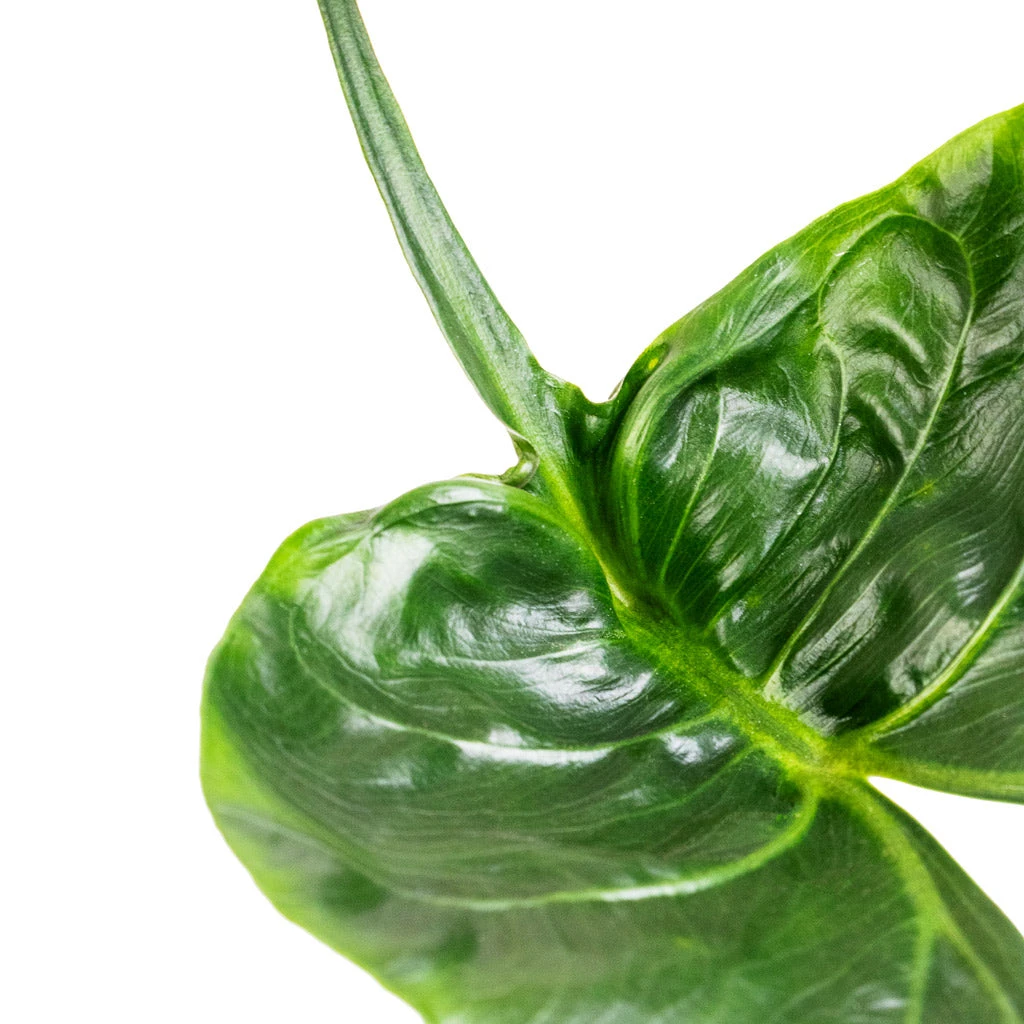 Alocasia Stingray - Elephant Ear 6 Alocasia Stingray - Elephant Ear - Image 6