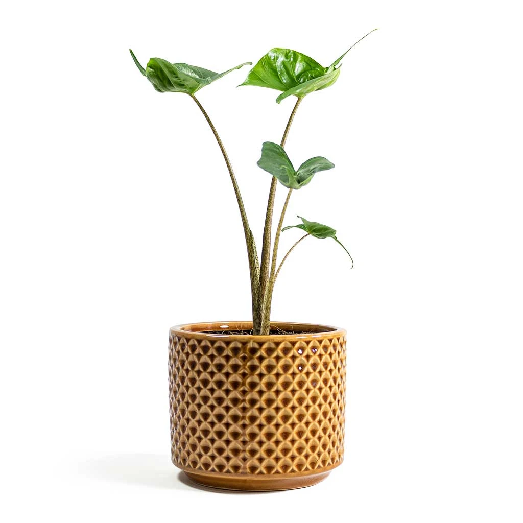 Alocasia Stingray - Elephant Ear 11 Alocasia Stingray - Elephant Ear - Image 11