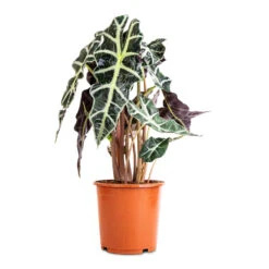 Alocasia Amazonica Polly - Elephant Ear -PlantVibe Shop Alocasia amazonica Polly Elephant Ear 17x50cm