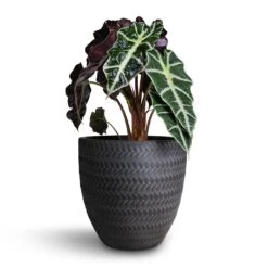 Alocasia Amazonica Polly - Elephant Ear -PlantVibe Shop Alocasia amazonica Polly Elephant Ear 17x50cm Angle Couple Plant Pot Anthracite 24x23cm