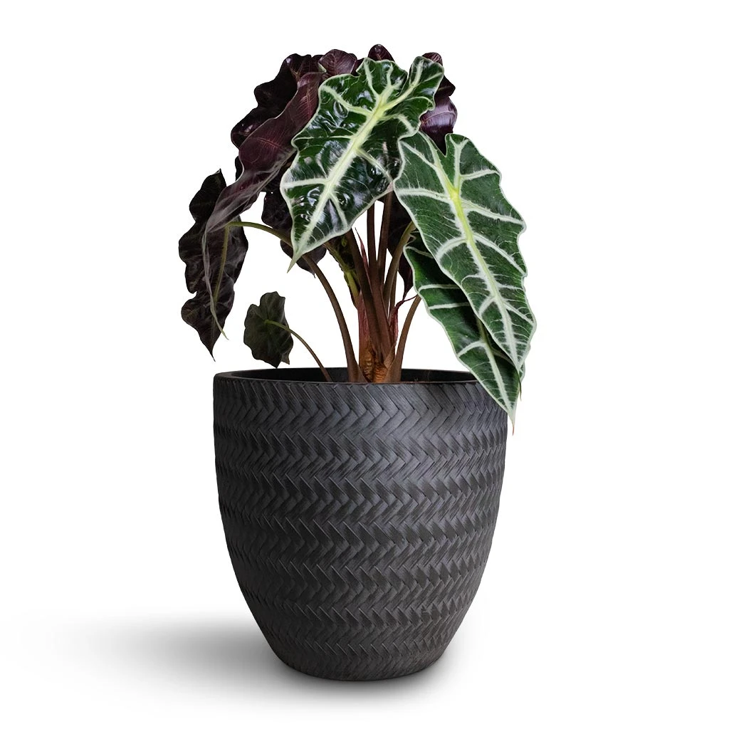Front Page -PlantVibe Shop Alocasia amazonica Polly Elephant Ear 17x50cm Angle Couple Plant Pot Anthracite