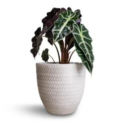 Alocasia Amazonica Polly - Elephant Ear -PlantVibe Shop Alocasia amazonica Polly Elephant Ear 17x50cm Angle Couple Plant Pot White 24x23cm