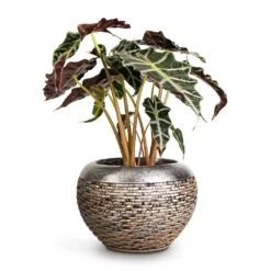 Alocasia Amazonica Polly - Elephant Ear -PlantVibe Shop Alocasia amazonica Polly Elephant Ear 17x50cm Luxe Lite Layer Globe Planter Bronze 28x20cm fa6e5d66 0d43 4c4a b9cf bd64e326c44a