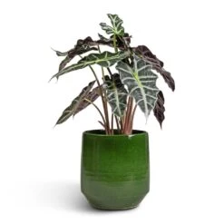 Alocasia Amazonica Polly - Elephant Ear -PlantVibe Shop Alocasia amazonica Polly Elephant Ear 17x50cm Remi Plant Pot Green 23x25cm 66ccb8be 5302 48e1 b1bb 1928bab8aa4d
