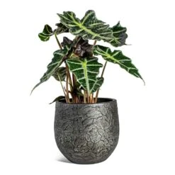 Alocasia Amazonica Polly - Elephant Ear -PlantVibe Shop Alocasia amazonica Polly Elephant Ear Evi Plant Pot Midnight Black 22cm