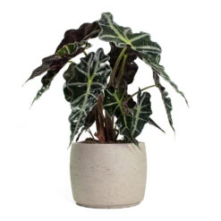 Mini Valerie Plant Pot - Grey Washed 19 Mini Valerie Plant Pot - Grey Washed -PlantVibe Shop Alocasia amazonica Polly Elephant Ear Mini Valerie Plant Pot Grey Washed