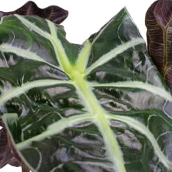 Alocasia Amazonica Polly - Elephant Ear -PlantVibe Shop Alocasia amazonica Polly Elephant Ear SWATCH 3