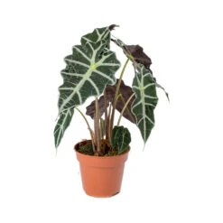 Alocasia Amazonica Polly - Elephant Ear -PlantVibe Shop Alocasia amazonica Polly Elephant Ear 941f9e9b ed40 488c b41e b561353cf4b6