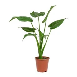 Alocasia Cucullata - Hooded Dwarf Elephant Ear 18 Alocasia Cucullata - Hooded Dwarf Elephant Ear -PlantVibe Shop Alocasia cucullata