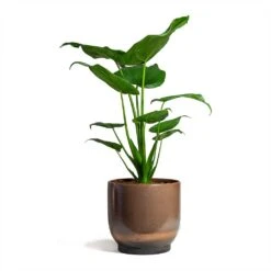 Alocasia Cucullata - Hooded Dwarf Elephant Ear 17 Alocasia Cucullata - Hooded Dwarf Elephant Ear -PlantVibe Shop Alocasia cucullata Hooded Dwarf Elephant Ear 19x75cm Linn Plant Pot Blush 25x25cm