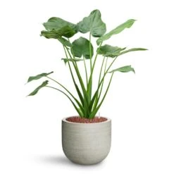 Cody Plant Pot - Ridged Cement -PlantVibe Shop Alocasia cucullata Hooded Dwarf Elephant Ear HydroCare Cody Plant Pot Ridged Cement 7ec88a3a d348 4da6 9343 303faf2c4ed5