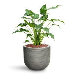 Cody Plant Pot - Ridged Dark Grey -PlantVibe Shop Alocasia cucullata Hooded Dwarf Elephant Ear HydroCare Cody Plant Pot Ridged Dark Grey 17486c34 743e 4666 9978 55626f63b071