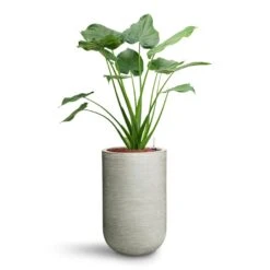 Cody Plant Vase - Ridged Cement 19 Cody Plant Vase - Ridged Cement -PlantVibe Shop Alocasia cucullata Hooded Dwarf Elephant Ear HydroCare Cody Plant Vase Ridged Cement 53311a7c c5fe 4cb5 81ec 0b5e78a179fa