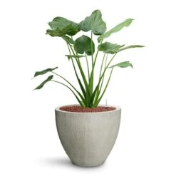 Jesslyn Plant Pot - Ridged Cement -PlantVibe Shop Alocasia cucullata Hooded Dwarf Elephant Ear HydroCare Jesslyn Plant Pot Ridged Cement 6bf6c966 7de7 4b9d a2b1 1be380853a18