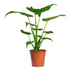 Alocasia Cucullata - Hooded Dwarf Elephant Ear 14 Alocasia Cucullata - Hooded Dwarf Elephant Ear -PlantVibe Shop Alocasia cucullata Hooded Dwarf ElephantEar 19x75cm