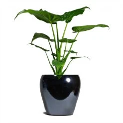 Alocasia Cucullata - Hooded Dwarf Elephant Ear 13 Alocasia Cucullata - Hooded Dwarf Elephant Ear -PlantVibe Shop Alocasia cucullata Hooded Dwarf ElephantEar 19x75cm Amora Plant Pot Anthracite Mirror 26x26cm