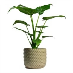 Alocasia Cucullata - Hooded Dwarf Elephant Ear 16 Alocasia Cucullata - Hooded Dwarf Elephant Ear -PlantVibe Shop Alocasia cucullata Hooded Dwarf ElephantEar 19x75cm Bolino Plant Pot Mint 24x21cm