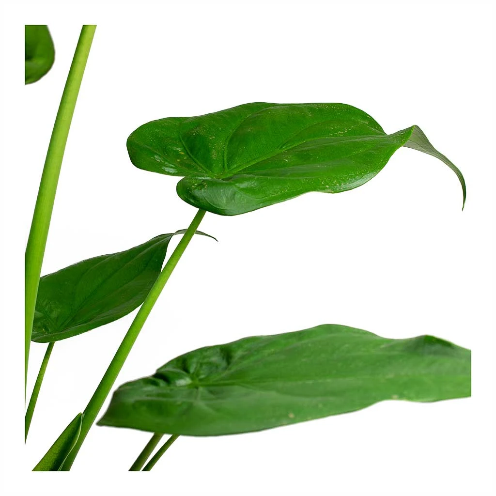 Alocasia Cucullata - Hooded Dwarf Elephant Ear 5 Alocasia Cucullata - Hooded Dwarf Elephant Ear - Image 5