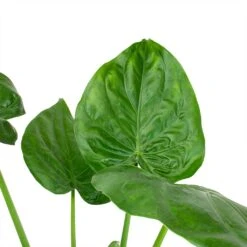 Front Page -PlantVibe Shop Alocasia cucullata Leaves