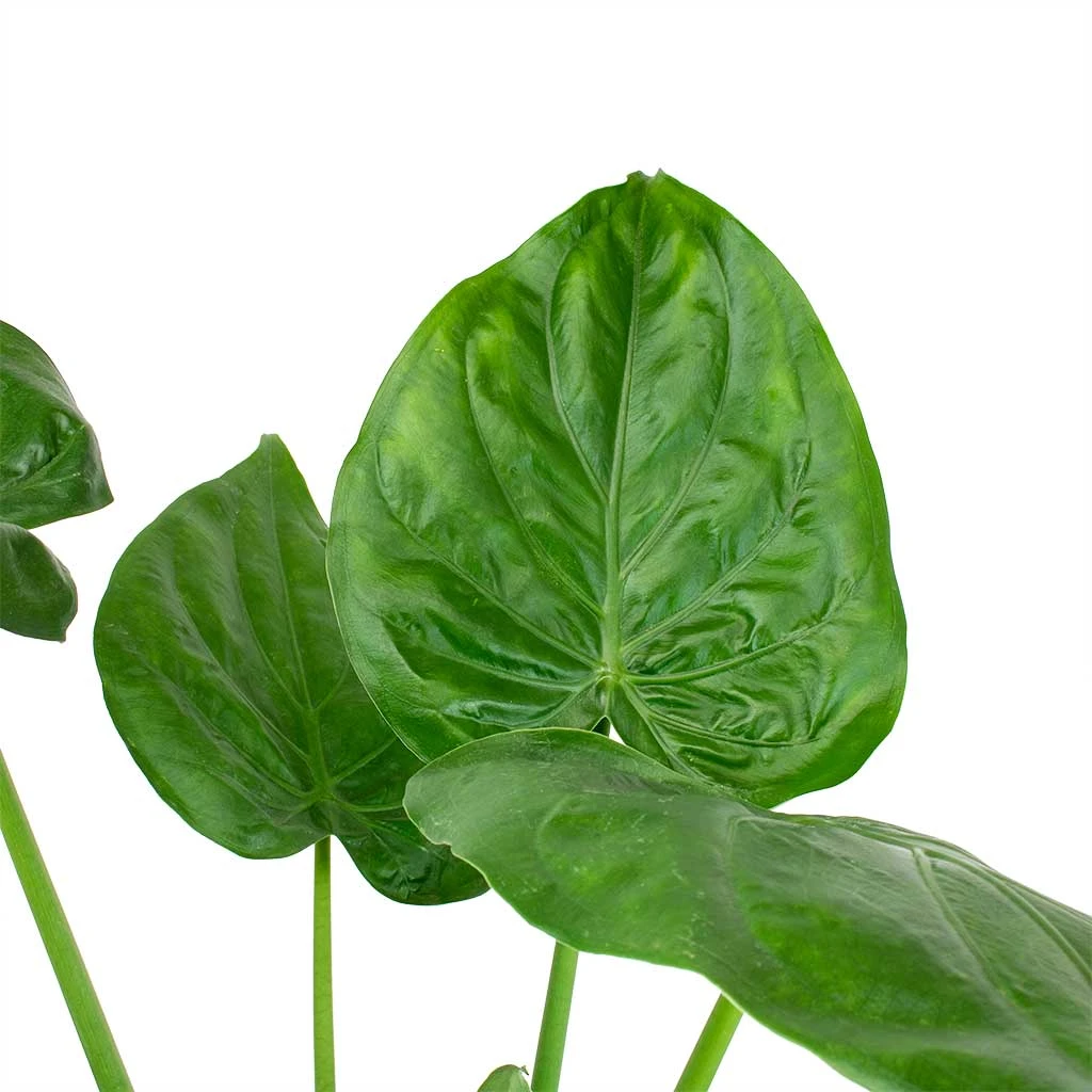 Alocasia Cucullata - Hooded Dwarf Elephant Ear 2 Alocasia Cucullata - Hooded Dwarf Elephant Ear - Image 2