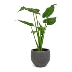 Mini Orb Kevan Plant Pot - Black Washed -PlantVibe Shop Alocasia cucullata Mini Orb Kevan Plant Pot Black Washed 02bf3936 cc56 4d97 bb0a 8fed8a435123