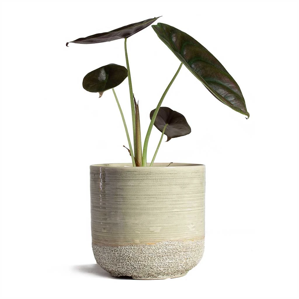 Front Page -PlantVibe Shop Alocasia cuprea Red Secret Elephant Ear 13x28cm Issa Plant Pot Light Grey