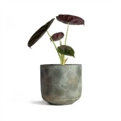 Alocasia Cuprea Red Secret - Elephant Ear -PlantVibe Shop Alocasia cuprea Red Secret Elephant Ear 13x28cm Saar Plant Pot Earth Cement 16x15cm