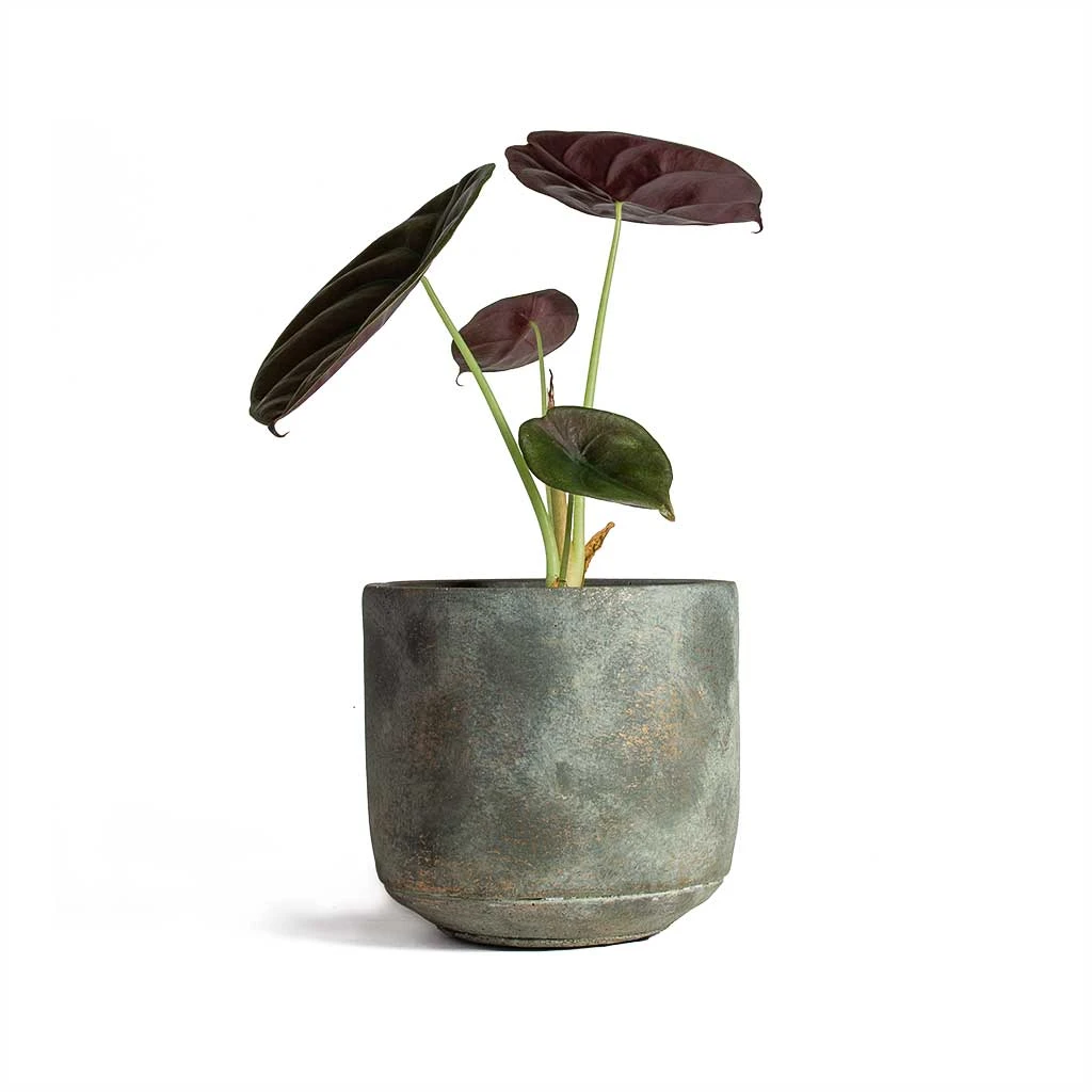 Front Page -PlantVibe Shop Alocasia cuprea Red Secret Elephant Ear 13x28cm Saar Plant Pot Earth Cement