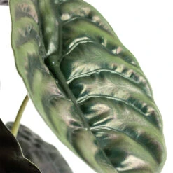 Alocasia Cuprea Red Secret - Elephant Ear -PlantVibe Shop Alocasia cuprea Red Secret Elephant Ear Close Up