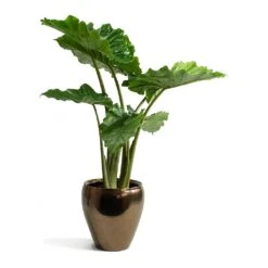 Amora Plant Pot - Black Gold -PlantVibe Shop Alocasia portodora Amora Black Gold Plant Pot 12191c14 a540 405f af90 8fe6e2728abf