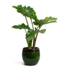 Alocasia Portodora - Upright Elephant Ear 16 Alocasia Portodora - Upright Elephant Ear -PlantVibe Shop Alocasia portodora Charlotte Plant Pot Green