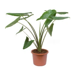 Alocasia Zebrina Tiger - Elephant Ear -PlantVibe Shop Alocasia zebrina Tiger Elephant Ear 100cm