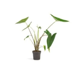 Alocasia Zebrina Tiger - Elephant Ear -PlantVibe Shop Alocasia zebrina Tiger Elephant Ear 13x45 1