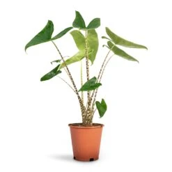 Alocasia Zebrina Tiger - Elephant Ear -PlantVibe Shop Alocasia zebrina Tiger Elephant Ear 19x75 1