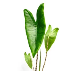 Alocasia Zebrina Tiger - Elephant Ear -PlantVibe Shop AlocasiazebrinaTiger ElephantEar 1